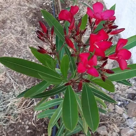 Вилла Annika's Summer Dream