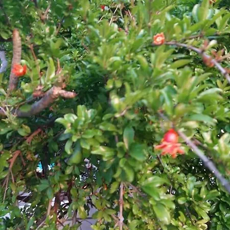 Annika's Summer Dream Ливадия