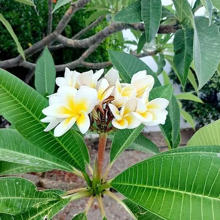 Annika's Summer Dream