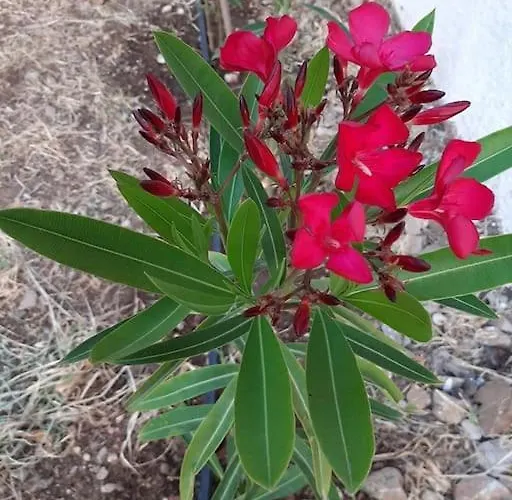 Villa Annika's Summer Dream