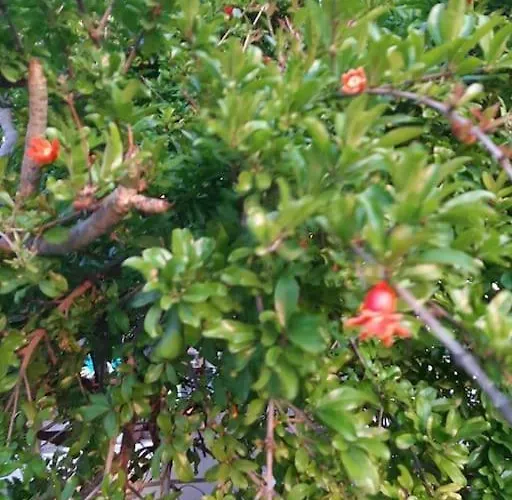 Annika's Summer Dream Livadia (Tilos)